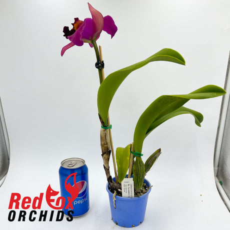 Brassolaeliocattleya Sunstate's Camp Fire