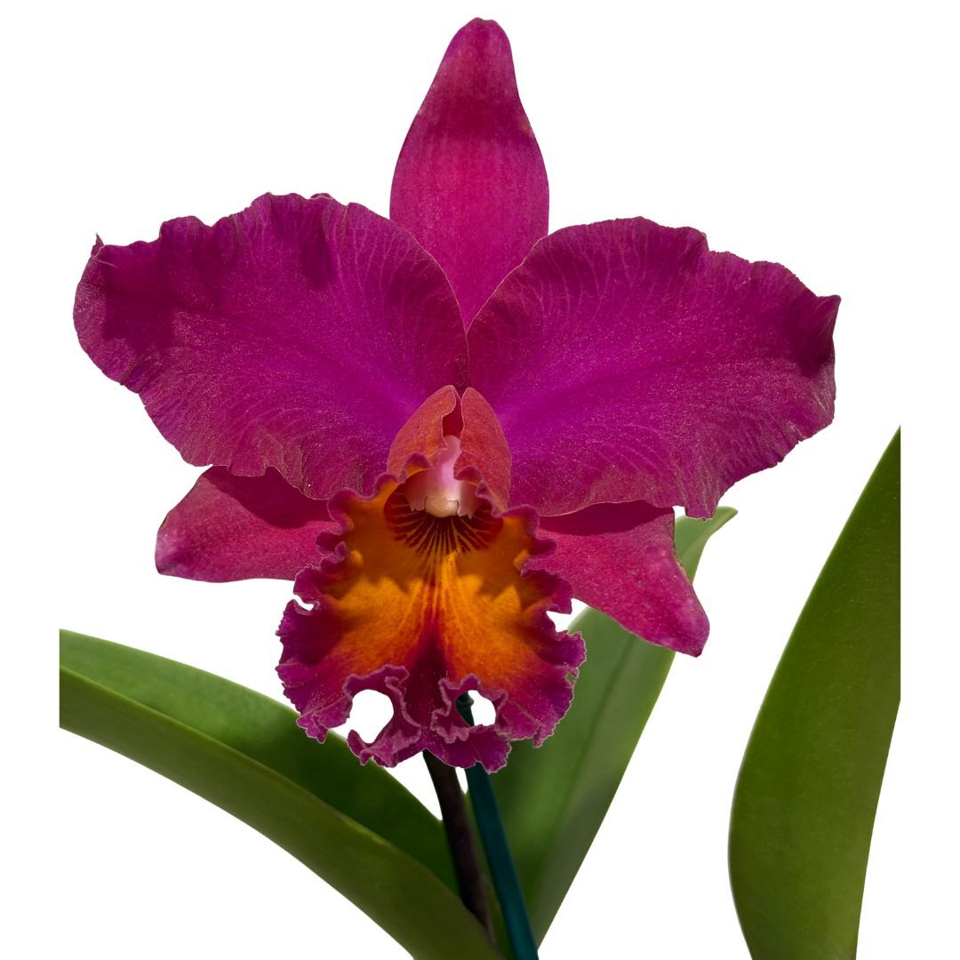 Laeliocattleya (Chine 'Bouton D'Or' X Pot. Esther Costa 'Orange Fantasy') X Blc. Burdekin Delight 'Dreamtime'