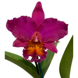 Laeliocattleya (Chine 'Bouton D'Or' X Pot. Esther Costa 'Orange Fantasy') X Blc. Burdekin Delight 'Dreamtime'