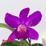 Brassolaeliocattleya (Dal's Reward X Lulu (4n)) 'Round Dark' X Pot. Hsinying Dream 'Violet Queen'