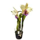 Brassolaeliocattleya George King 'Southern Cross' x QOS 80th Anniversary