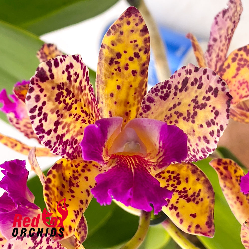 Laeliocattleya Jungle Queen x Potinara Deceprion Variable 'Good Yellow'