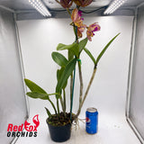 Laeliocattleya Jungle Queen x Potinara Deceprion Variable 'Good Yellow'