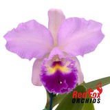 Laeliocattleya Angel Heart X C. Horace
