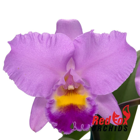 Laeliocattleya Angel Heart X C. Horace