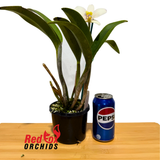 Brassolaeliocattleya Topaz Suitor