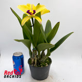 Brassolaeliocattleya Topaz Impact (VG Yellow & Purple) X Blc. (California Girl X Susan Holcombe)