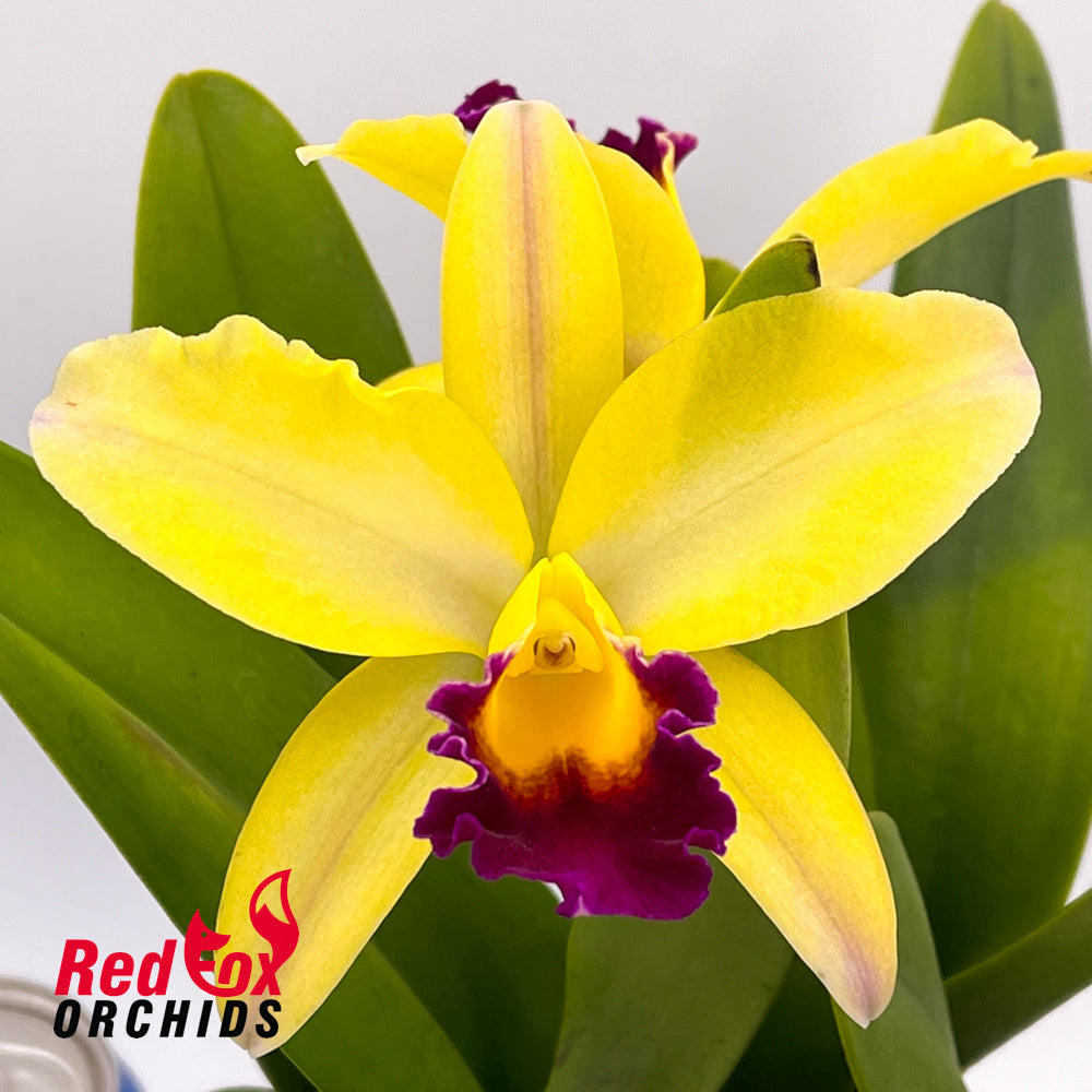 Brassolaeliocattleya Topaz Impact (VG Yellow & Purple) X Blc. (California Girl X Susan Holcombe)