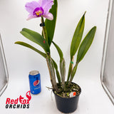 Brassolaeliocattleya Topaz Impact X Blc. (Mari's Song X Dal's Monarch) 'Big Hot Splash'