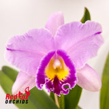 Brassolaeliocattleya Topaz Impact X Blc. (Mari's Song X Dal's Monarch) 'Big Hot Splash'