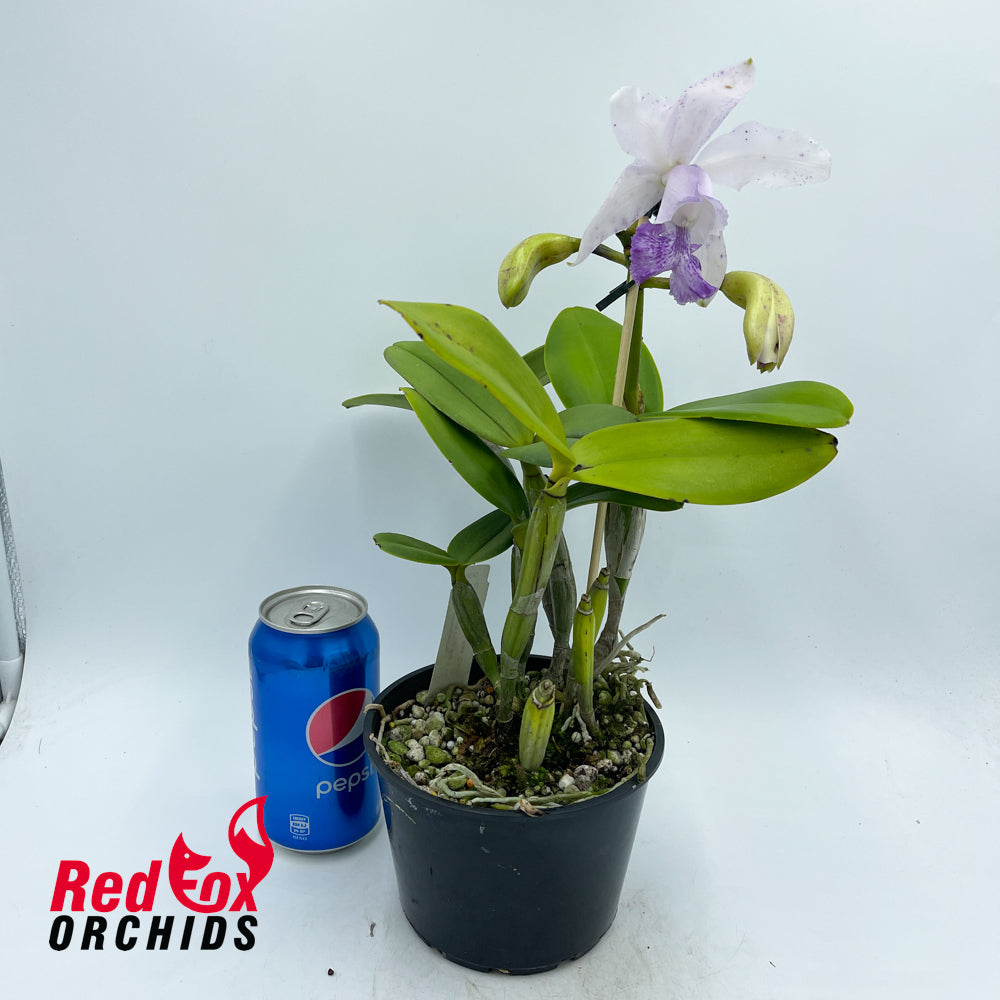 Cattleya intermedia (4n) 'Big & Fat' X C. Betsy's Azure Sea 'Carriage'