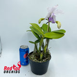 Cattleya intermedia (4n) 'Big & Fat' X C. Betsy's Azure Sea 'Carriage'