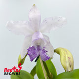 Cattleya intermedia (4n) 'Big & Fat' X C. Betsy's Azure Sea 'Carriage'