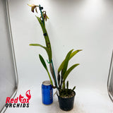 Cattlianthe Night Sky X Schom. undulata 'Dark & Shiny'