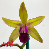 Cattlianthe Night Sky X Schom. undulata 'Dark & Shiny'