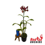 Laeliocattleya Jungle Queen X C. Chocolate Drop 'Garcia' (4n)