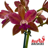 Laeliocattleya Jungle Queen X C. Chocolate Drop 'Garcia' (4n)