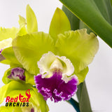 Brassolaeliocattleya Deception Grace 'VG Copper' X Blc. Golden Reign