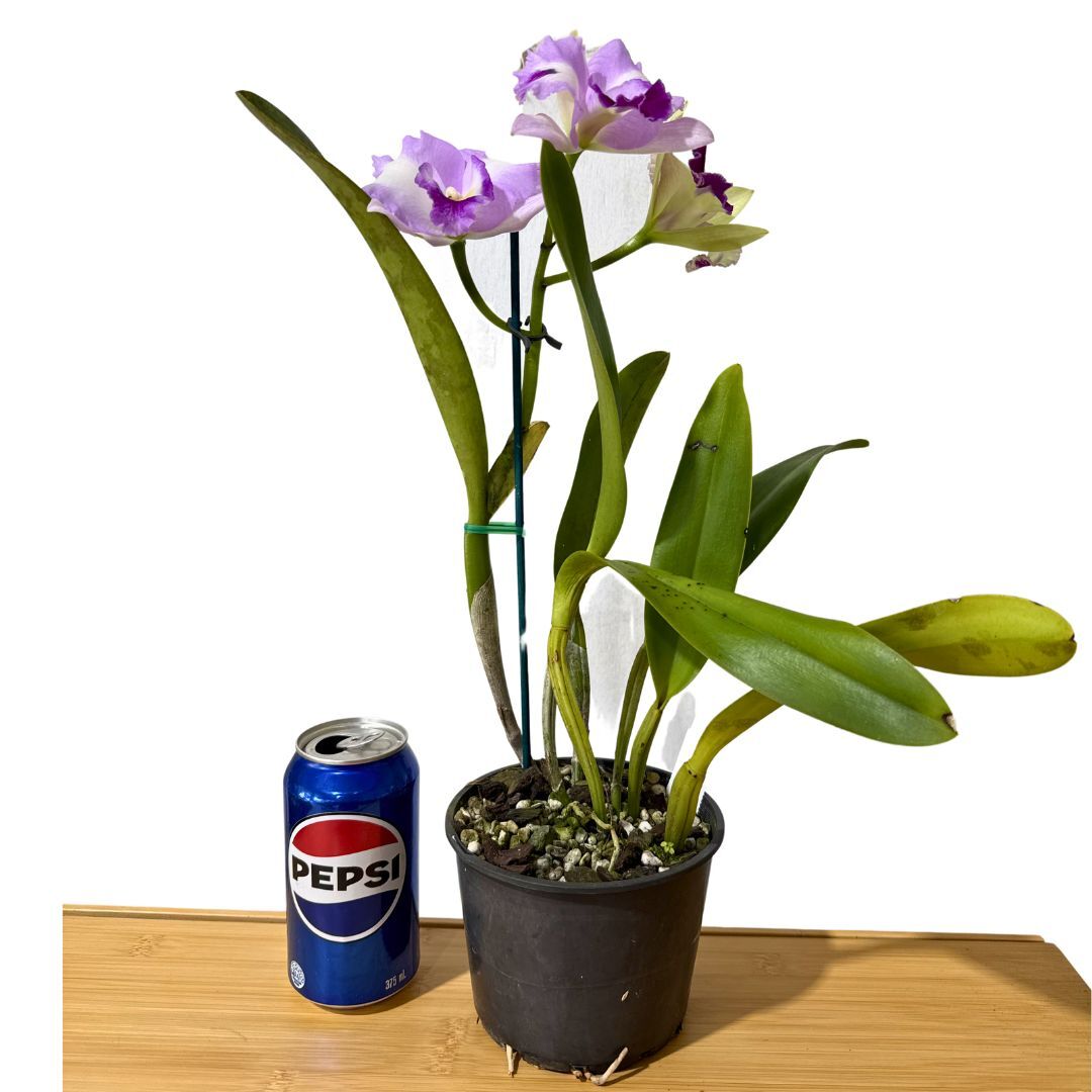 Brassolaeliocattleya QOS 80th Anniversary 'Super SA Splash Pot' x Laeliocattleya Supersonic
