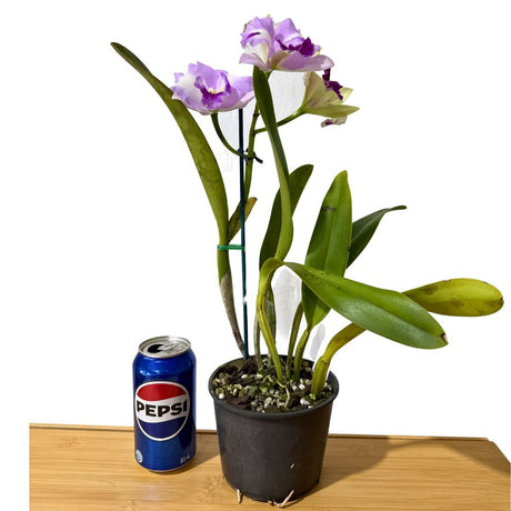 Brassolaeliocattleya QOS 80th Anniversary 'Super SA Splash Pot' x Laeliocattleya Supersonic