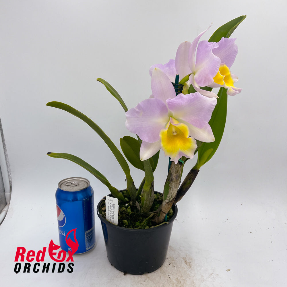 Brassolaeliocattleya QOS 80th Anniversary 'Super SA Splash Pot' X Pot. (Love Call X California Girl)