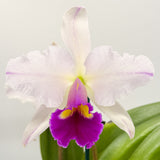 Brassolaeliocattleya QOS 80th Anniversary x Memoria Anna Balmores 'Convex'