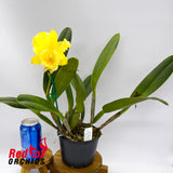 Brassolaeliocattleya George King 'Southern Cross' x Potinara (Love Call x California Girl) 'Good Yellow'