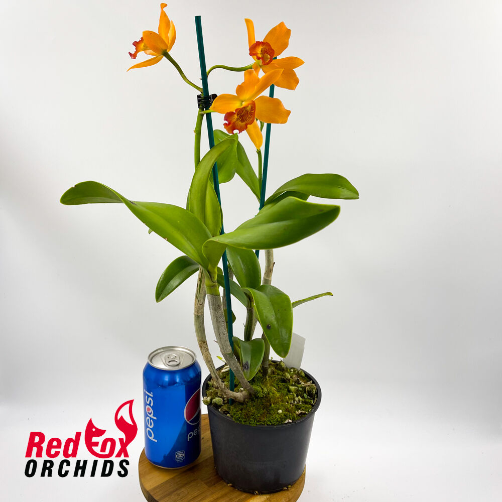 Sophrolaeliocattleya Highland Bauble 'Yellow' x Topaz Exalt 'Perfect Yellow'