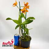 Sophrolaeliocattleya Highland Bauble 'Yellow' x Topaz Exalt 'Perfect Yellow'