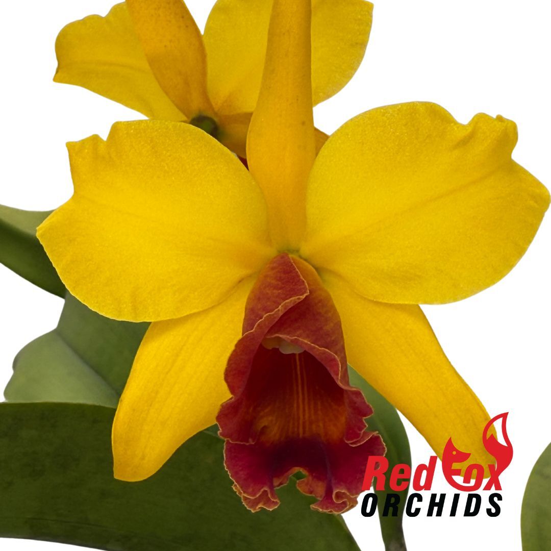Brassolaeliocattleya Love Sound 'Sayuri Iguchi' X (Lc. Mari's Song X Pot. Hawaiian Landmark) 'V.G. Wine Splash'