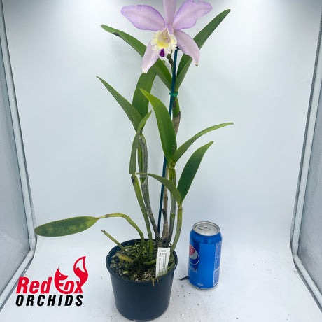 Cattleya intermedia 814 'Giant Splash' X Blc. Deception Kokoda