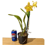Brassolaeliocattleya Love Sound 'Dogashima' x Pot. Free Horizon 'Lemon Delicious'