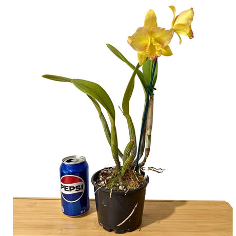 Brassolaeliocattleya Love Sound 'Dogashima' x Pot. Free Horizon 'Lemon Delicious'
