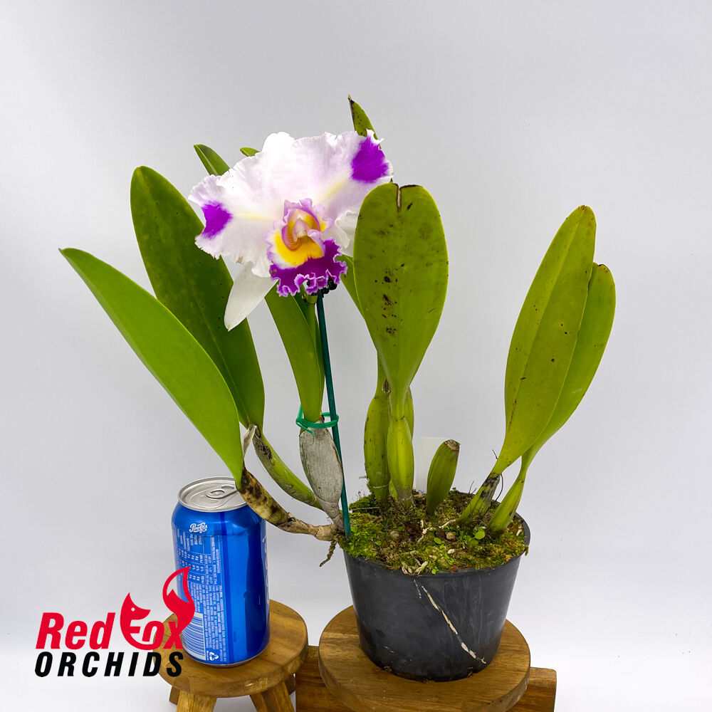 Brassolaeliocattleya QOS 80th Anniversary 'Super Splash' near SA pot X George King 'Southern Cross'