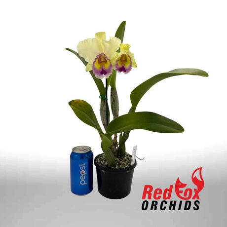 Brassolaeliocattleya Topaz Classic 'VG Full Yellow' X Sc. Dal's Tradition 'Moonshine'