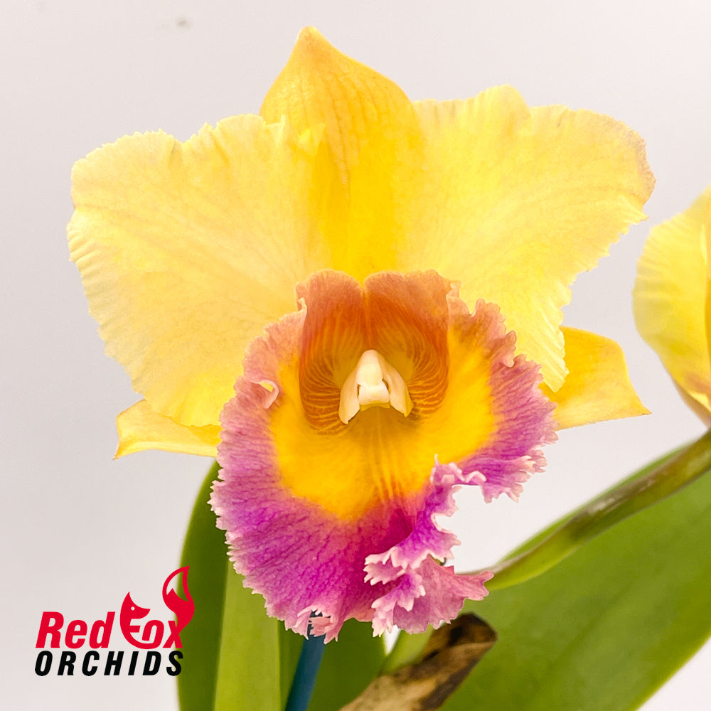 Brassolaeliocattleya Home Hill 'Majestic' X Blc. Burdekin Lightning 'Gold Strike'
