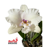 Brassolaeliocattleya Toshie's Magic X Aussie Sunset)  X Blc. George King 'Southern Cross'