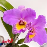 Brassocattleya Donna Kimura 'Paradise Tami' X Blc. Brunswick Gem 'Coral'
