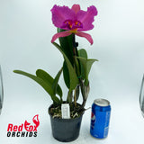 Rhyncholaeliocattleya Topaz Coral