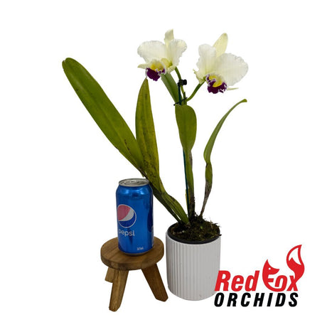 Laeliocattleya Stephen Oliver Fouraker X Blc. George King 'Southern Cross'