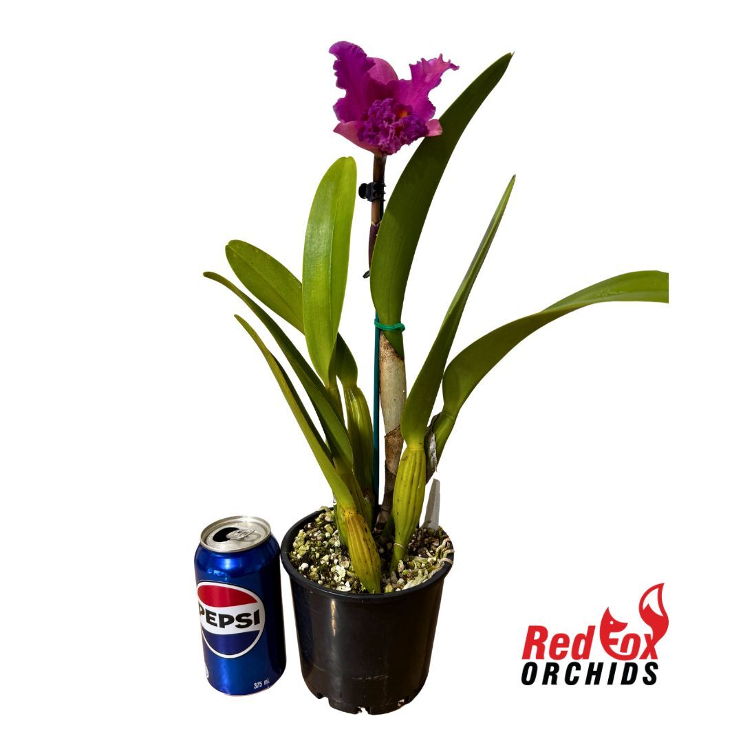 Brassolaeliocattleya George King 'Southern Cross' x Burdekin Midnight 'Midnight Magic'
