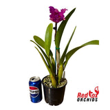 Brassolaeliocattleya George King 'Southern Cross' x Burdekin Midnight 'Midnight Magic'