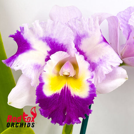 Brassolaeliocattleya Glenn Maidment 'Southern Cross' x QOS 80th Anniversary 'Super Splash'