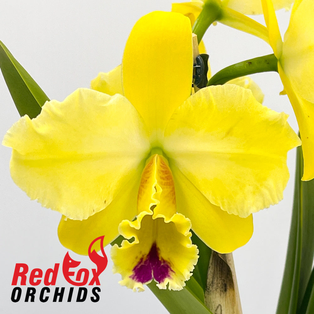 Brassolaeliocattleya Topaz Impact x George King 'Southern Cross'