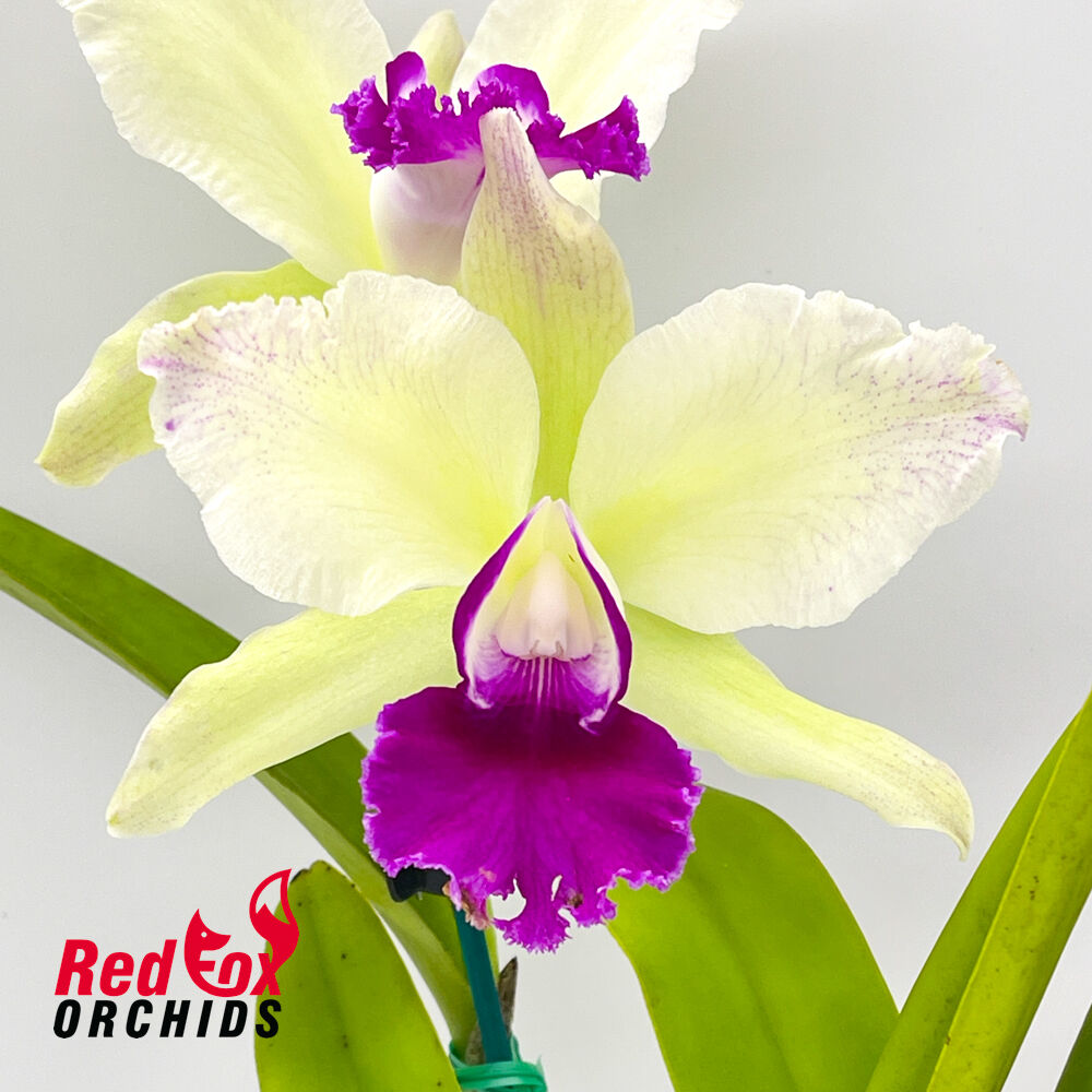 Potinara (Jungle Queen X Love Call) X Blc. Golden Reign