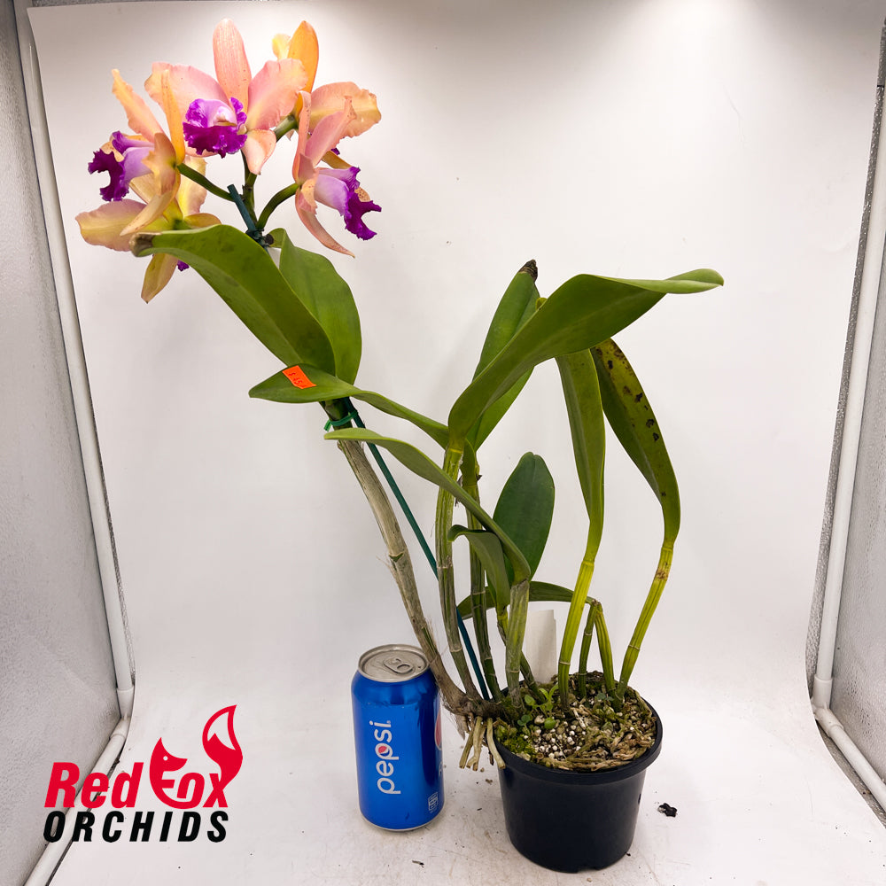 Brassolaeliocattleya Deception Grace x Sophrolaeliocattleya Jungle Hotspot