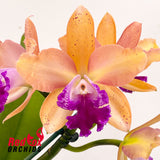 Brassolaeliocattleya Deception Grace x Sophrolaeliocattleya Jungle Hotspot