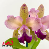 Cattleya intermedia 'Giant Splash' X Blc. Deception Grace