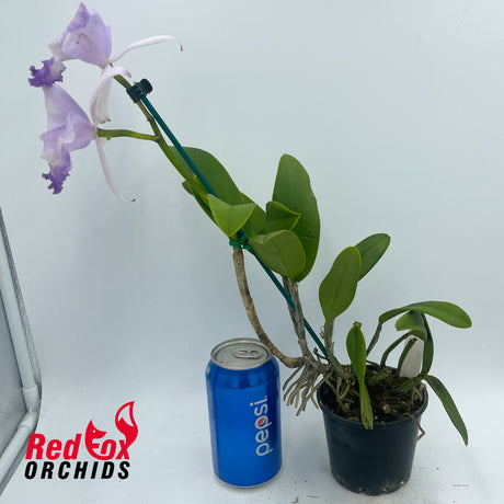 Cattleya intermedia 'Best Wide Pansy' X C. Betsy's Azure Sea 'VG coerulea'