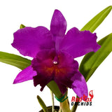 Cattleya Orchid - Brassolaeliocattleya Deception Canyon X Blc. (Bryce Canyon X Narooma)